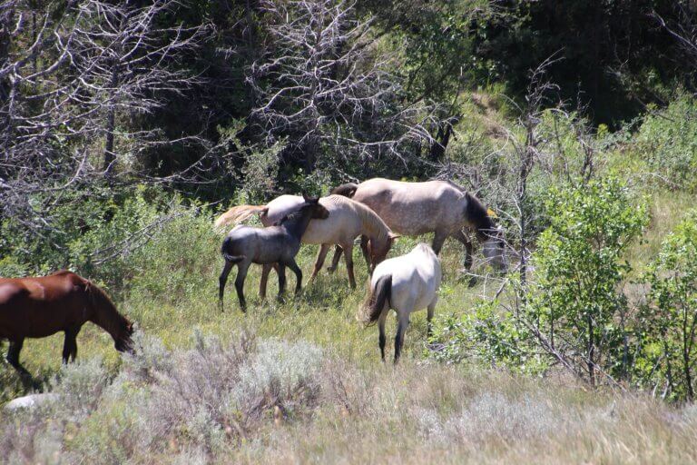 Horses Theodore Roosevelt National Park